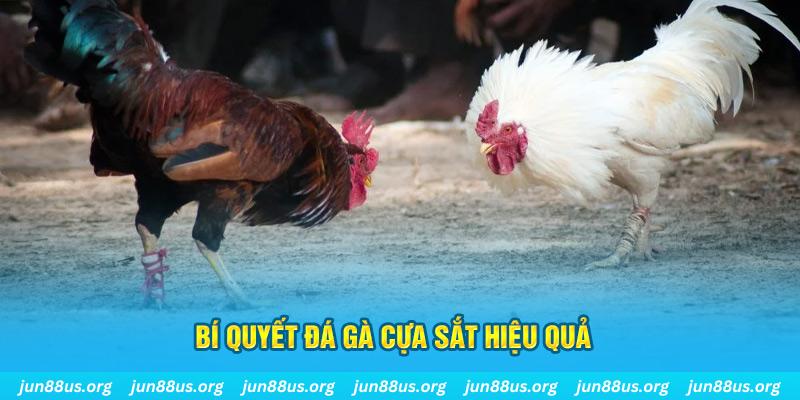 oke365 đá gà cựa dao