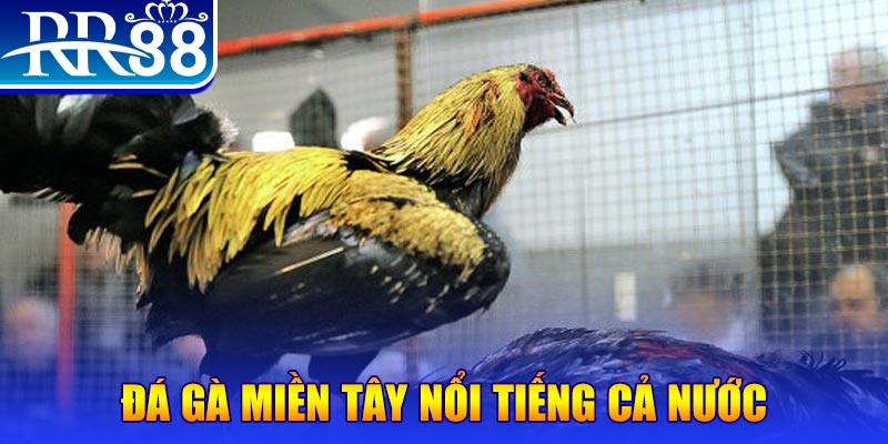 oke365 gà chọi c1.com trực tiếp 888